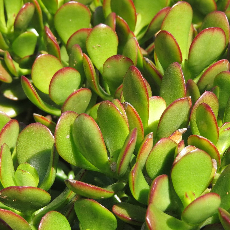 Crassula Ovata Compacta Succulent Plant - myBageecha