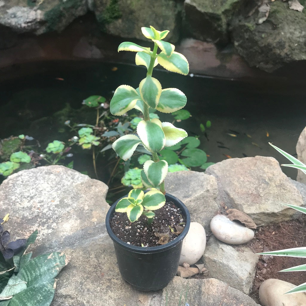 Crassula Sarmentosa Variegata Succulent Plant - myBageecha
