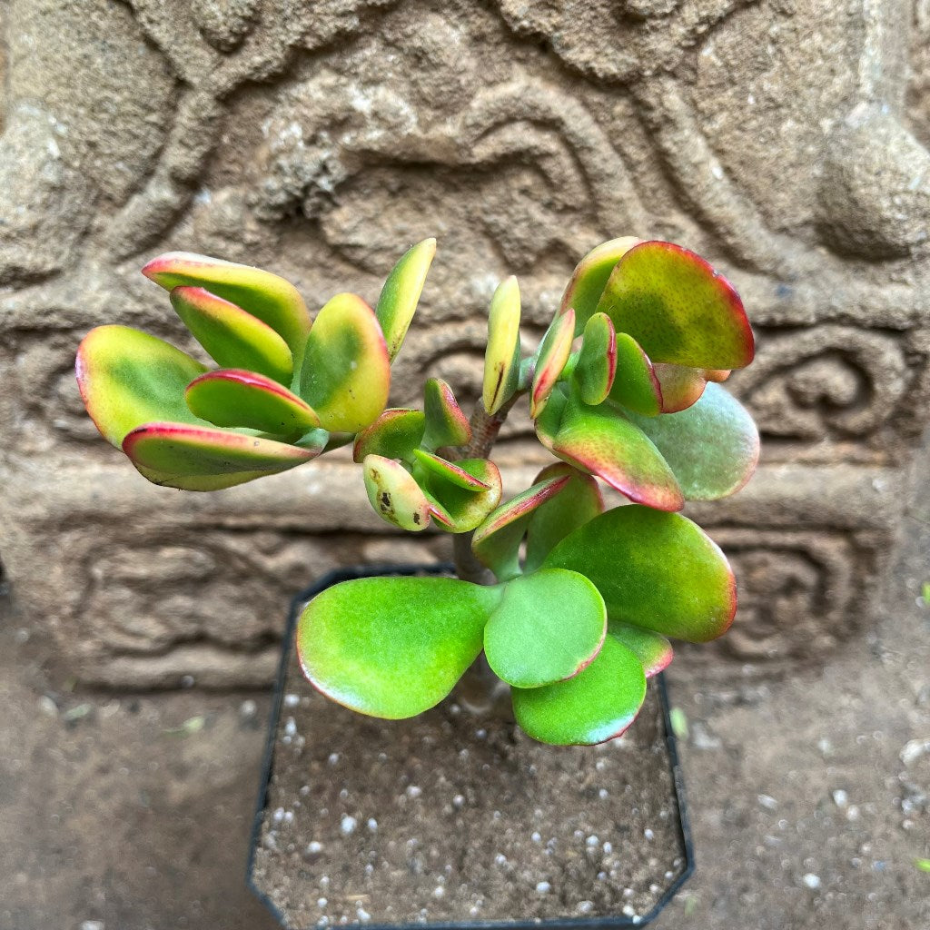 Crassula Ovata Hummels Sunset Succulent Plant - myBageecha