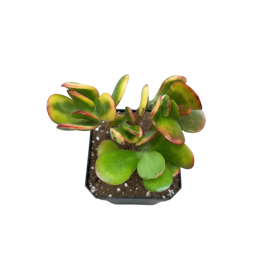 Crassula Ovata Hummels Sunset Succulent Plant - myBageecha
