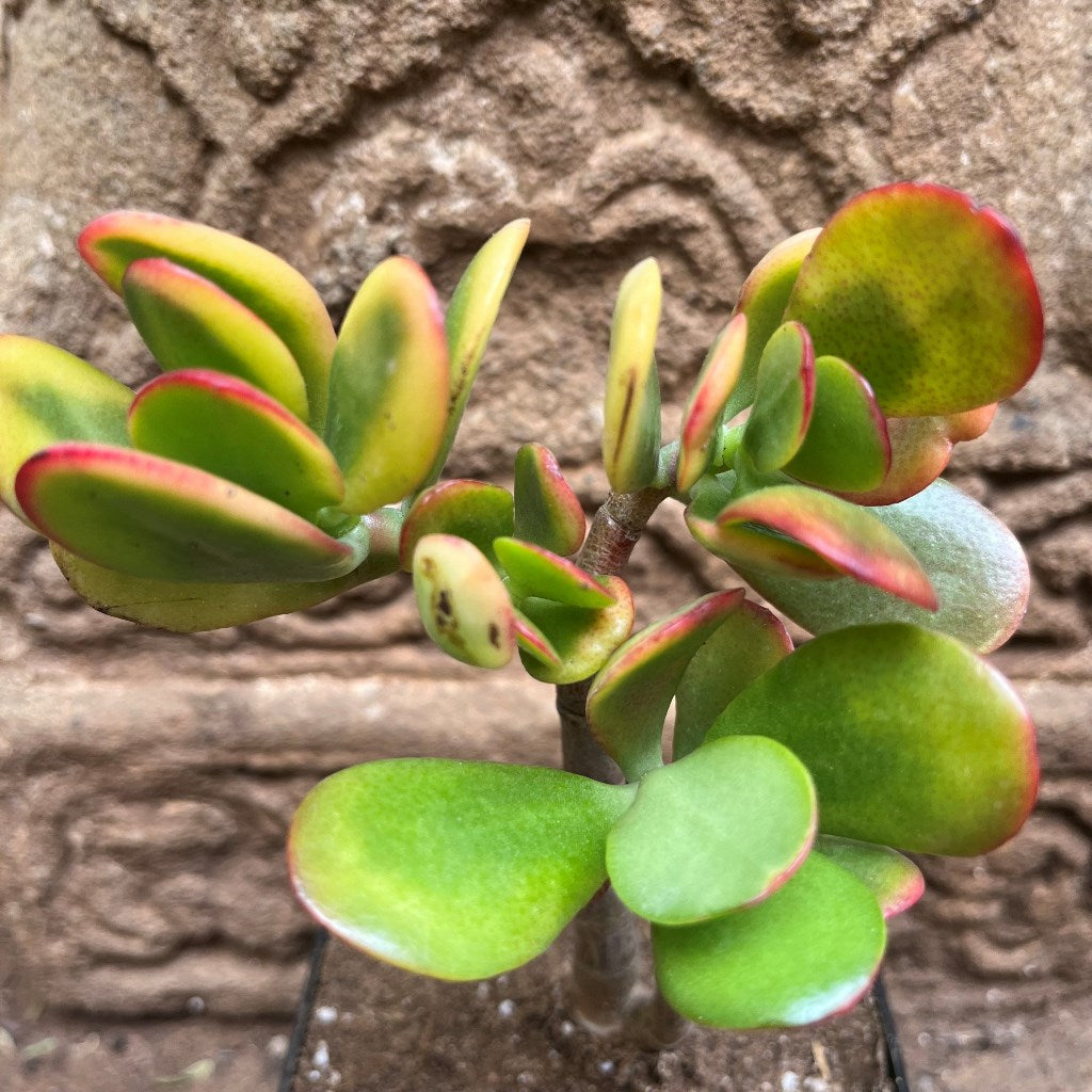 Crassula Ovata Hummels Sunset Succulent Plant - myBageecha