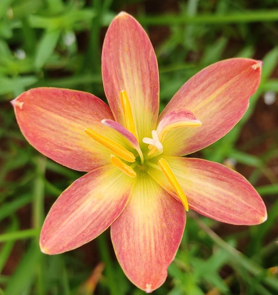Rain Lily 'Crimson Sunset' (Bulbs) - myBageecha