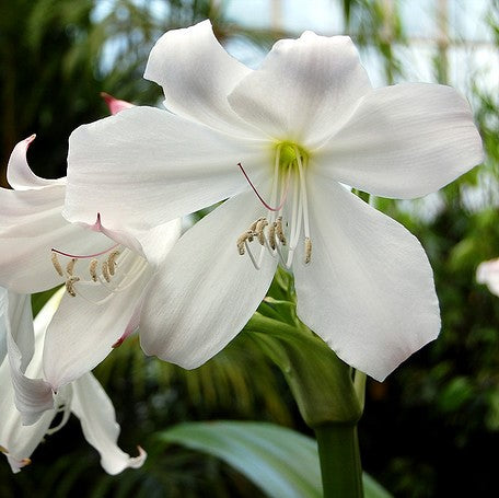 Crinum Moorei Album (Bulbs) - myBageecha