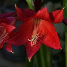 Crinum 'Lorraine Clark' (Bulbs) - myBageecha