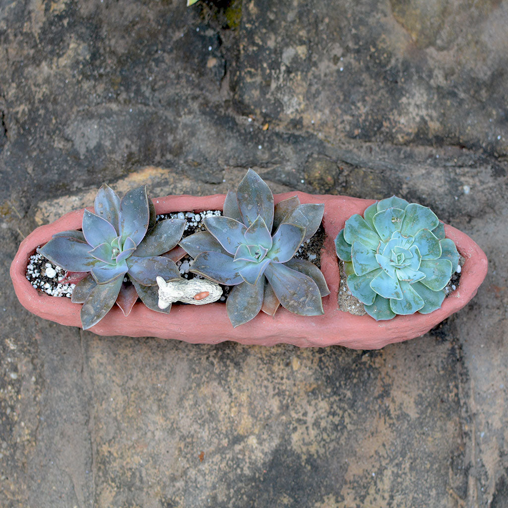 Side view of Crude Partitioned Rectangle Terracotta Pot - myBageecha