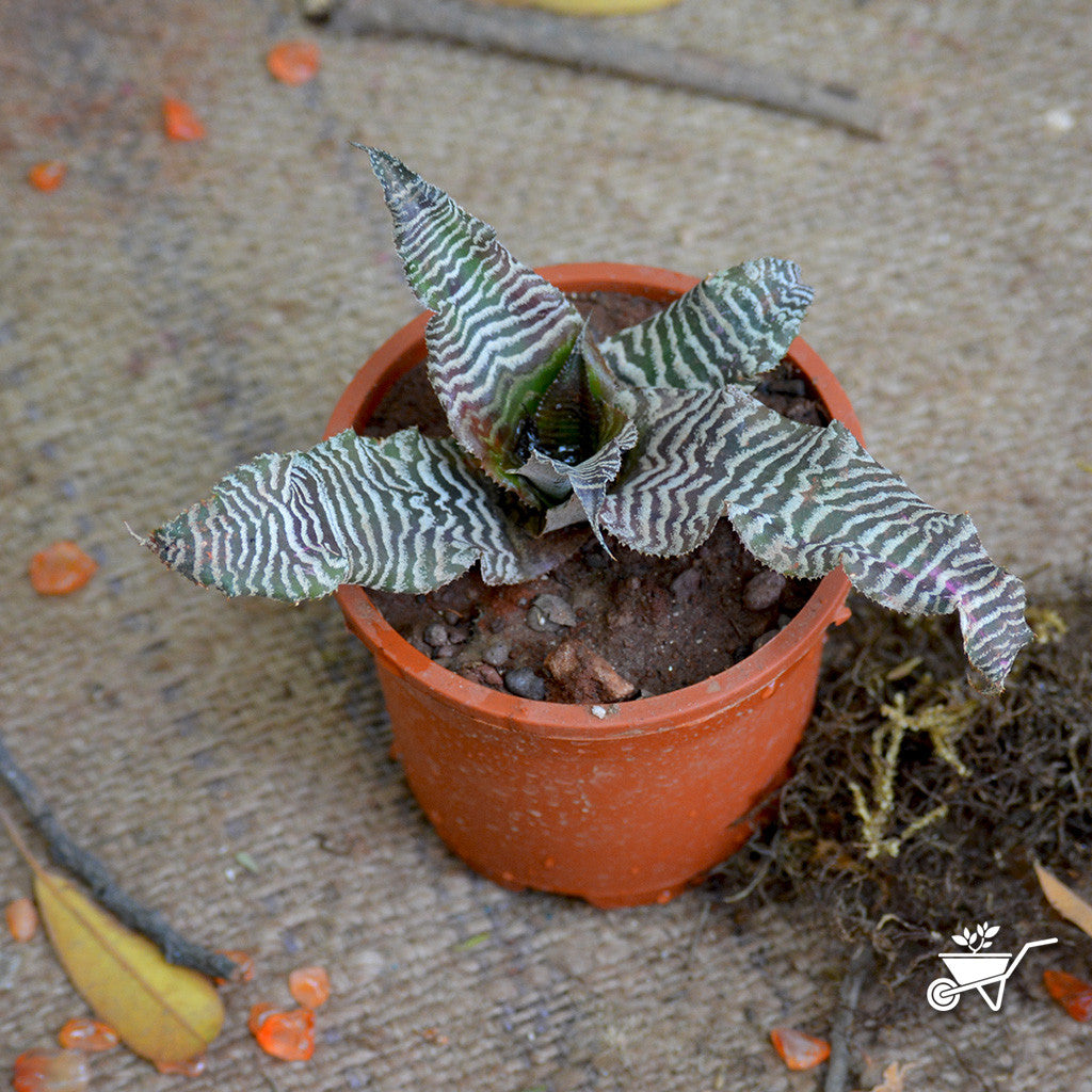 Cryptanthus zebrina earth star with zebra-banded leaf markings by myBageecha