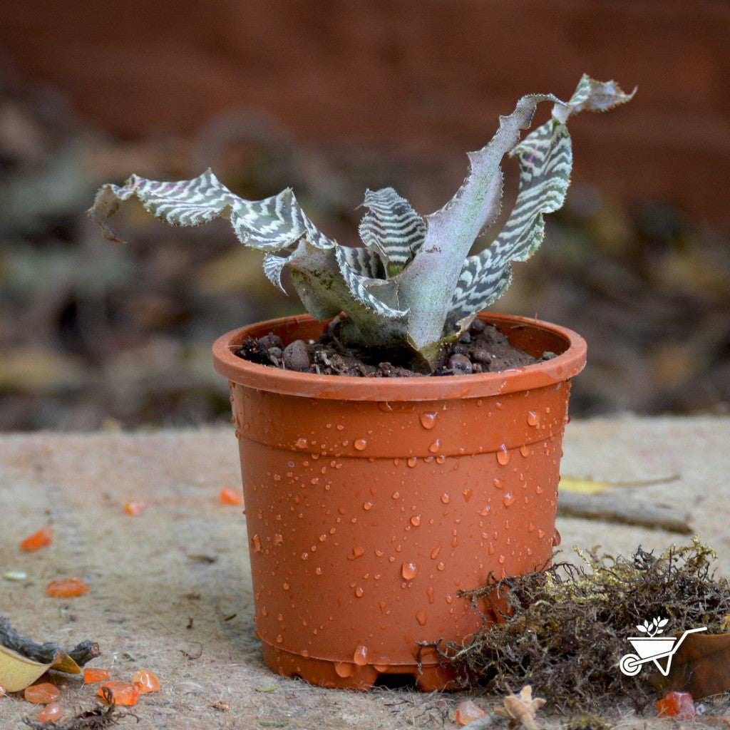 Front view capturing rosette and banding.