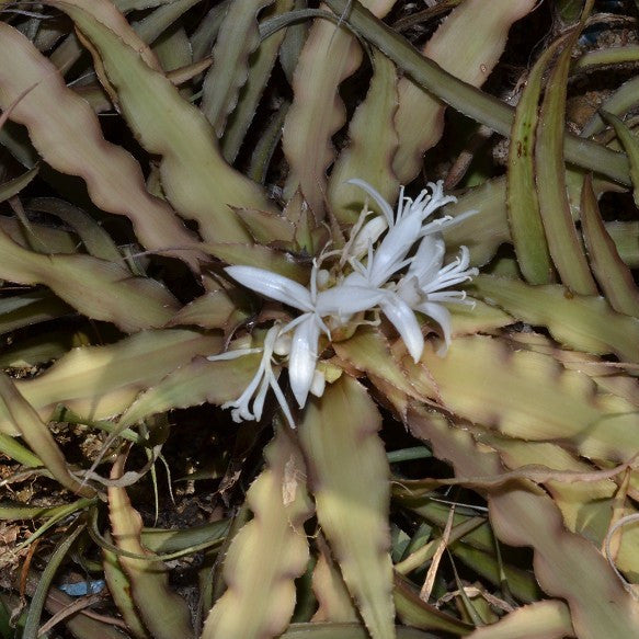 Cryptanthus Acaulis Var. Ruber Plant