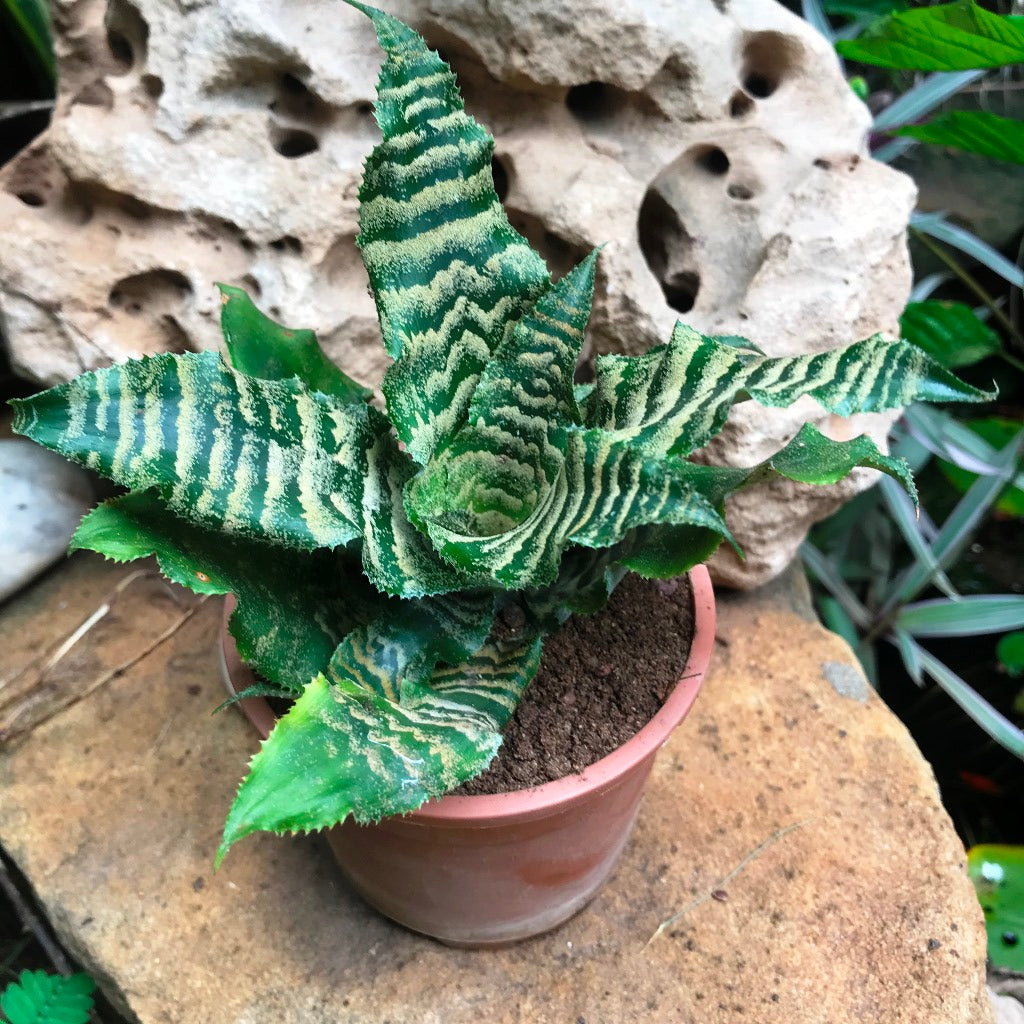 Cryptanthus zonatus viridis showing green leaf rosette with faint striping by myBageecha