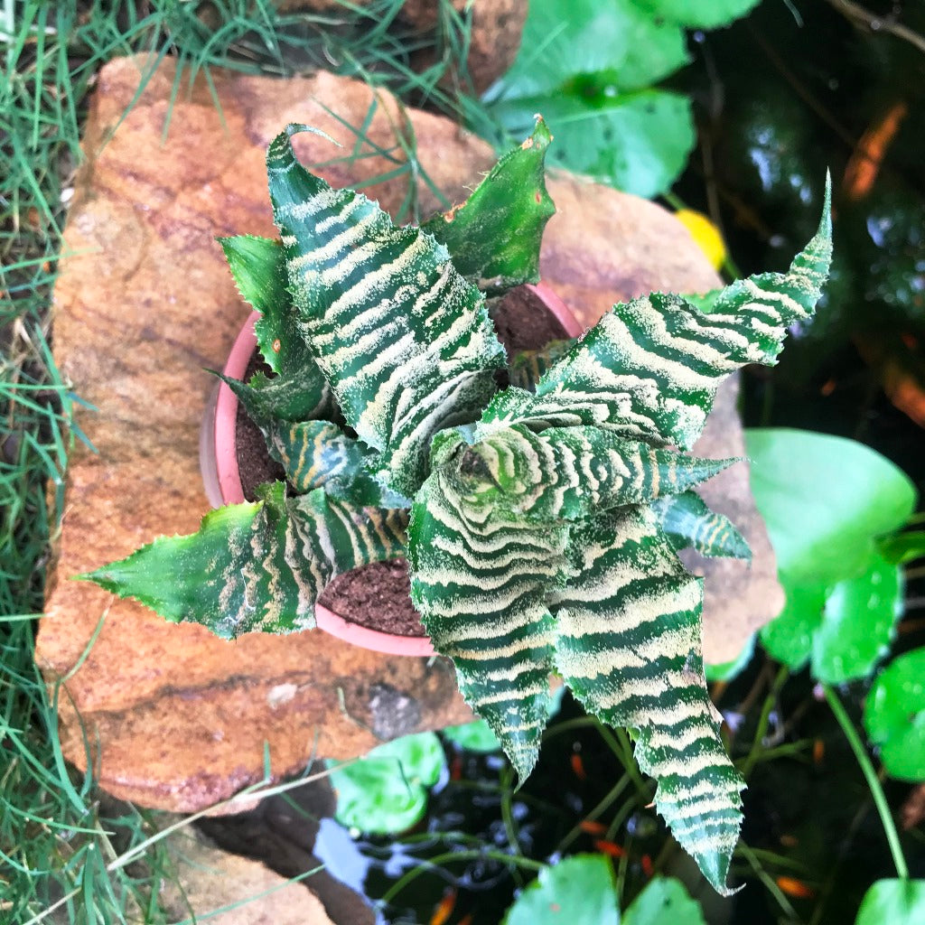 Top view highlighting leaf texture and structure.