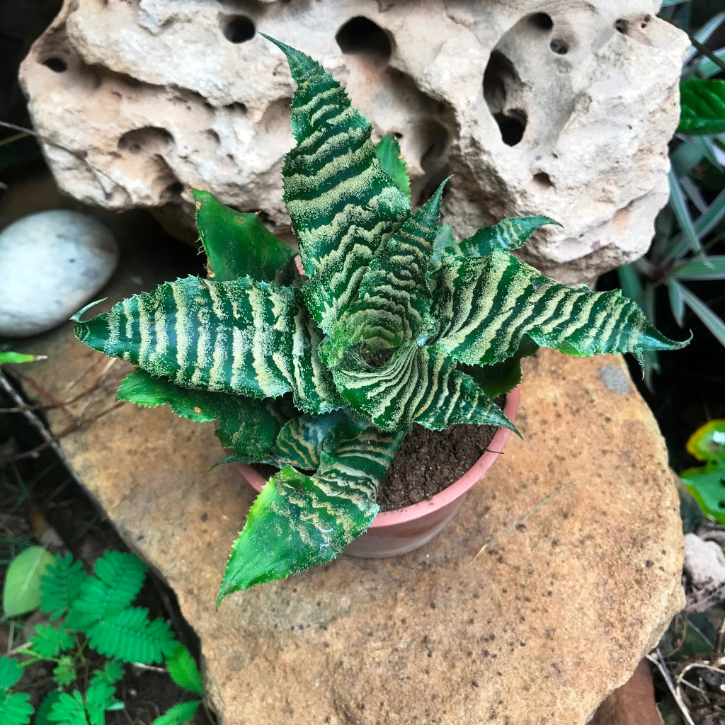 Front view showing low growing habit and leaf spread.