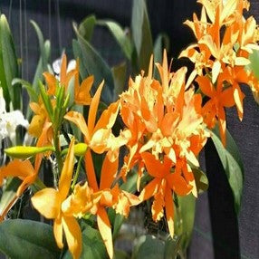 Cat.Aurantica X Netrasiri Beauty - myBageecha