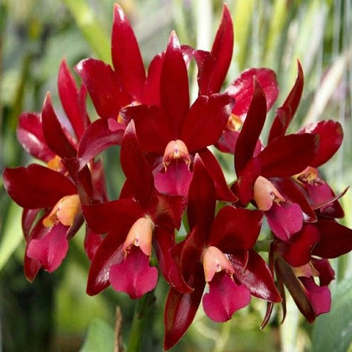 Cat. Chocolate Drop Volcano Queen - myBageecha