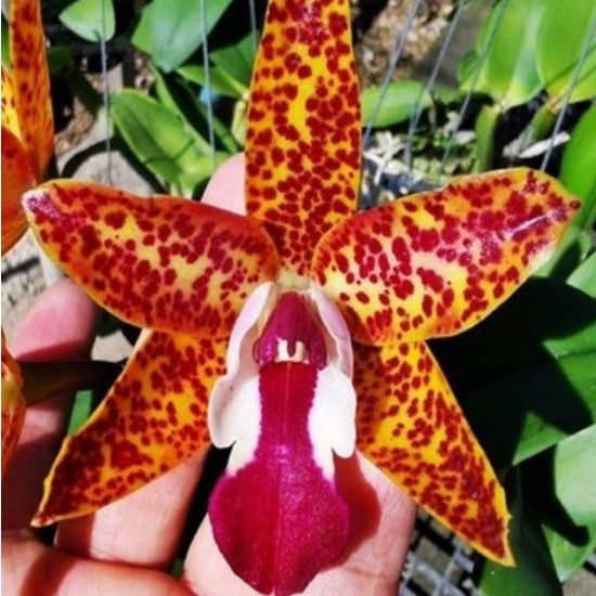 Cat. Logooton Red Jungle Elf - myBageecha