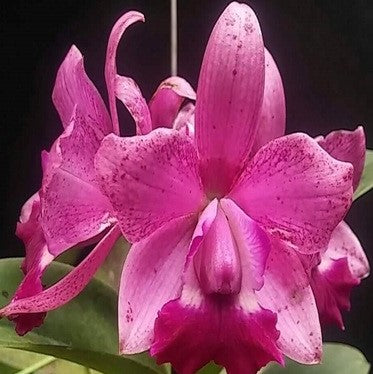 Cat. Thosopal Secret Love - myBageecha