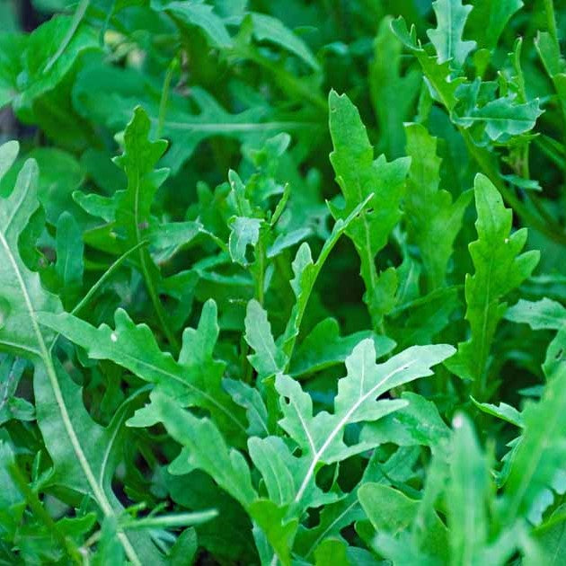 Herb vegetable, quick harvest