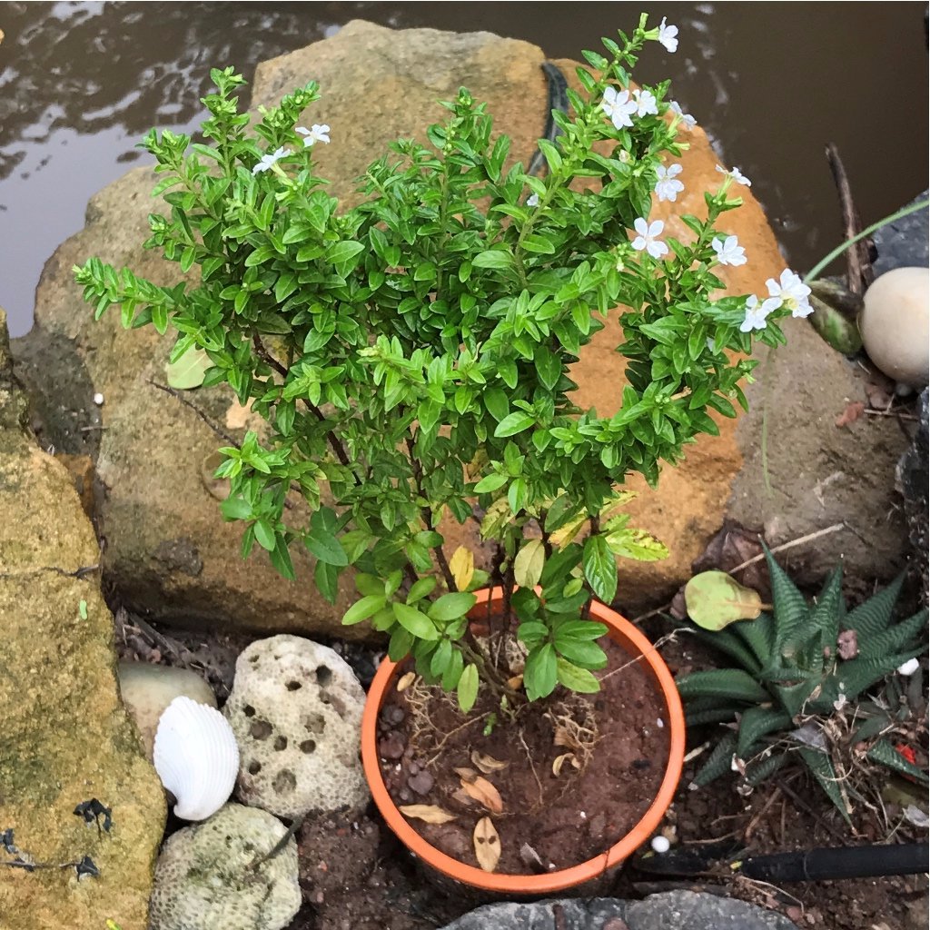 Mexican False Heather White Plant - myBageecha