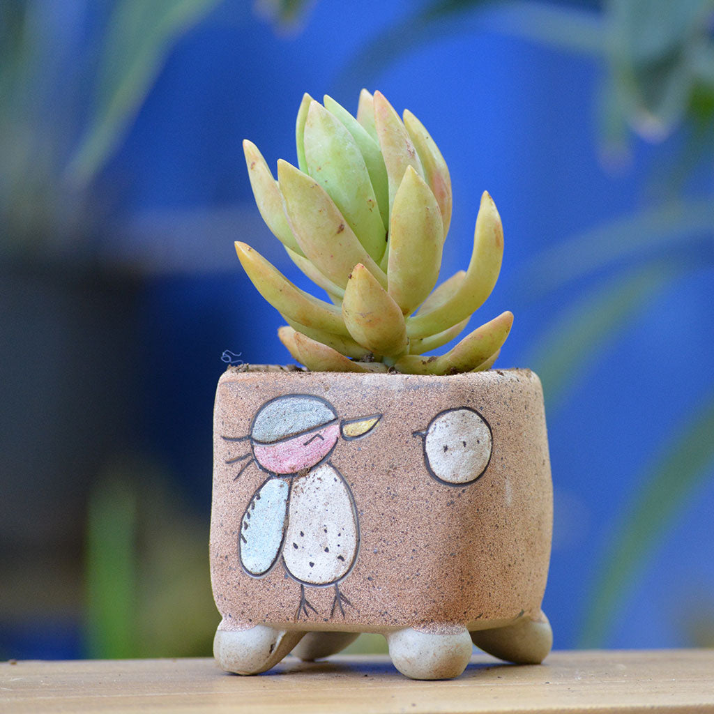 Cute Chatty Bird Ceramic Pot - myBageecha