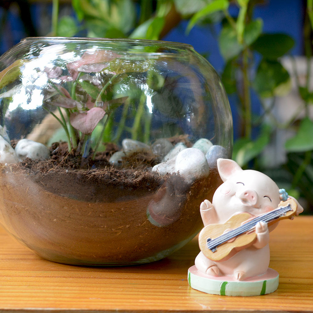 Miniature pig musician