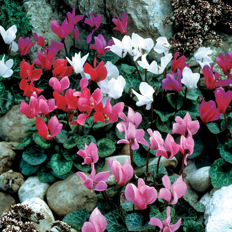 Cyclamen Hybrid (Mix bulbs) - myBageecha