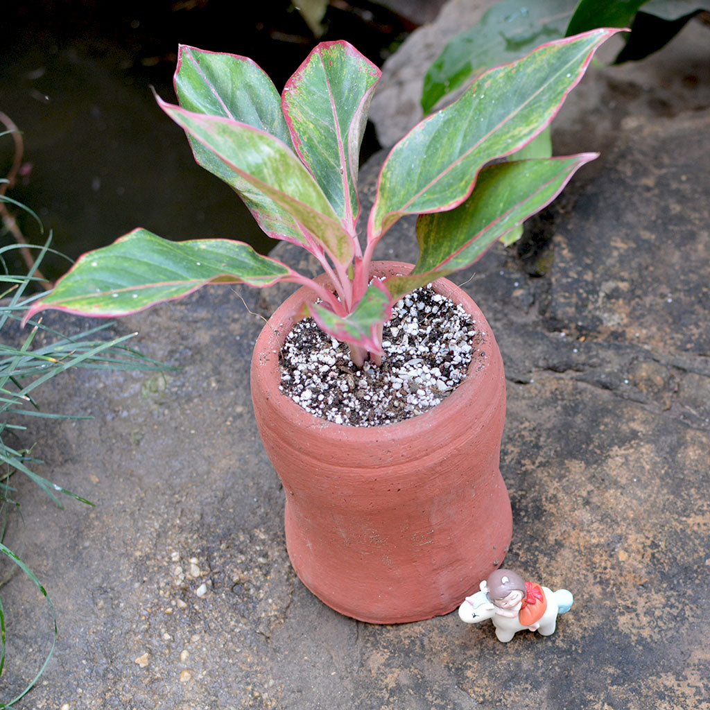 Side view of Curved Cylindrical Terracotta Pots