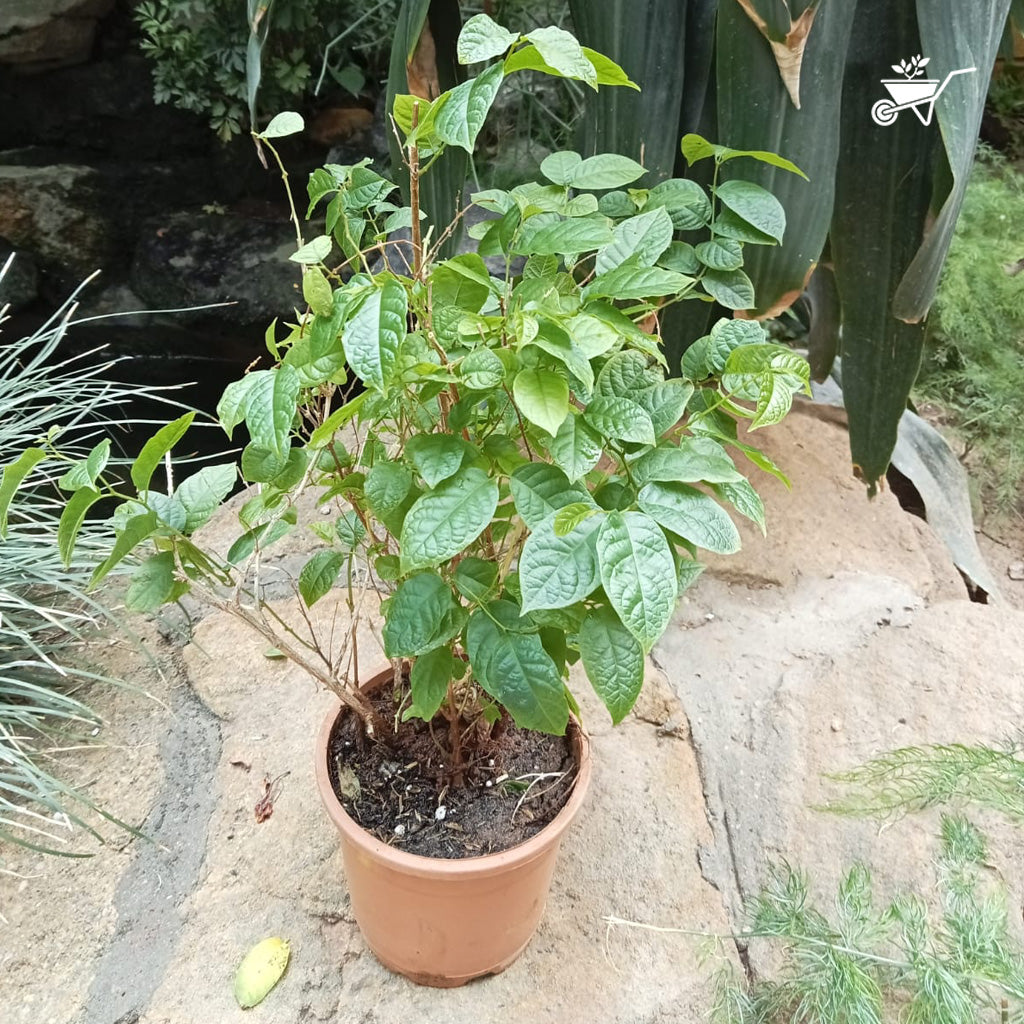 Dwarf Madhu Malti | MadhuMalti | Rangoon Creeper Plant - myBageecha