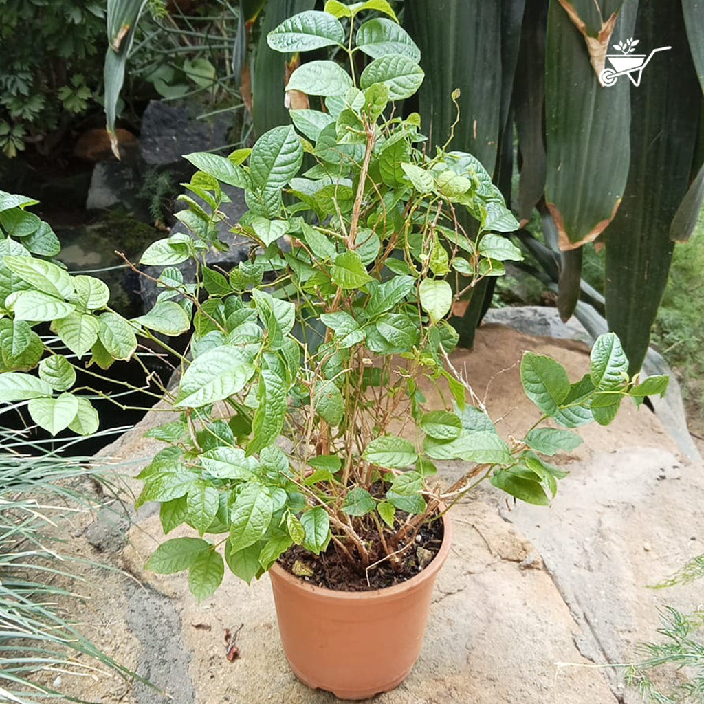 Dwarf Madhu Malti | MadhuMalti | Rangoon Creeper Plant - myBageecha