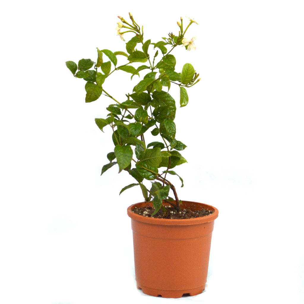 Dwarf Madhu Malti | MadhuMalti | Rangoon Creeper Plant - myBageecha