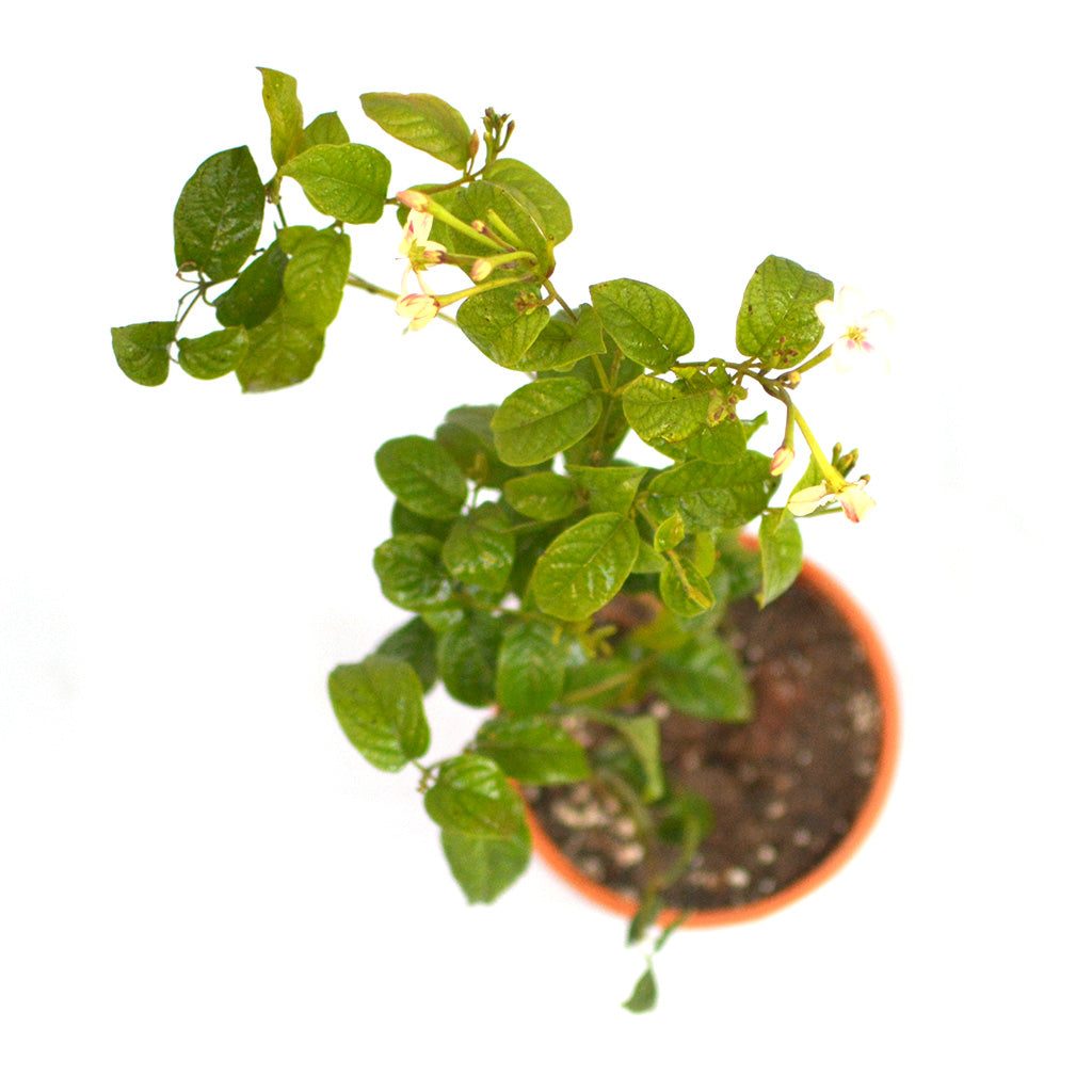 Dwarf Madhu Malti | MadhuMalti | Rangoon Creeper Plant - myBageecha