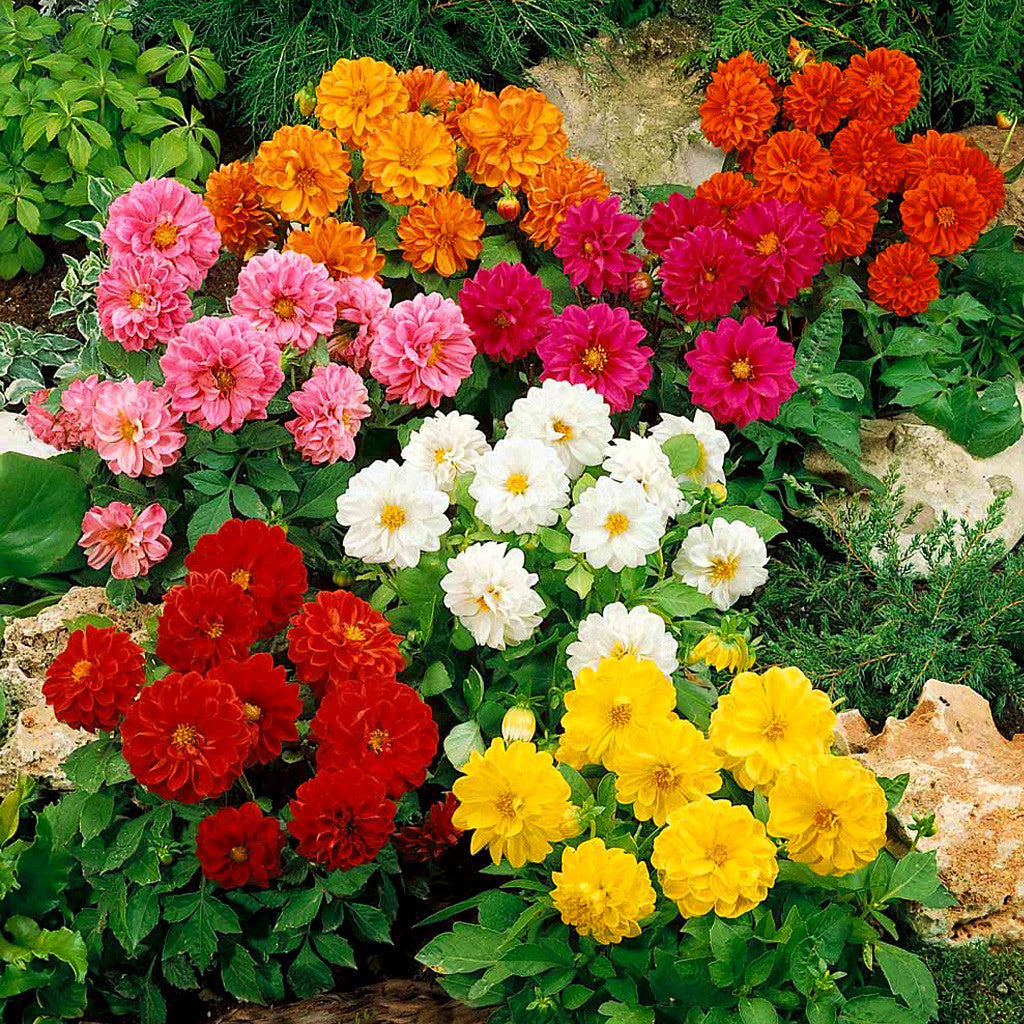 Dahlia Figaro Mix Flower Seeds – dwarf dahlias – myBageecha