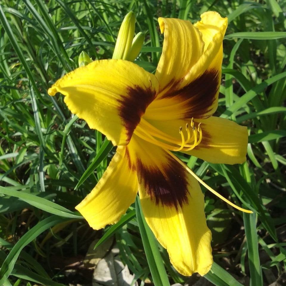 Hemerocallis 'El Desperado' (Bulbs)-Mustard yellow with wine purple eye flower - myBageecha