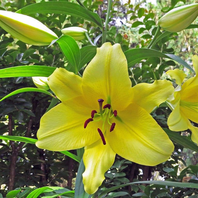 Hemerocallis 'Big Time Happy' Lemon yellow flowers with buds- myBageecha