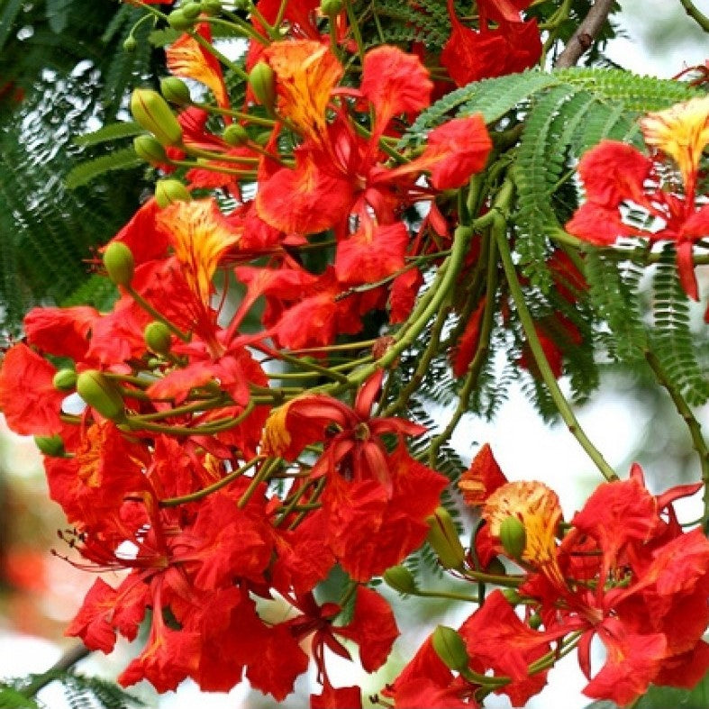 Delonix Regia - Gulmohar - myBageecha
