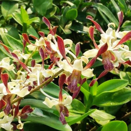 Den.Antenatum x Den.Constance Plants myBageecha - myBageecha