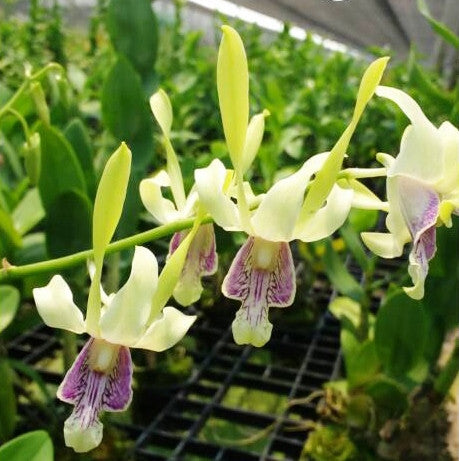 Den.Antenatum x Den.Mem Loo Sing Chew Plants myBageecha - myBageecha