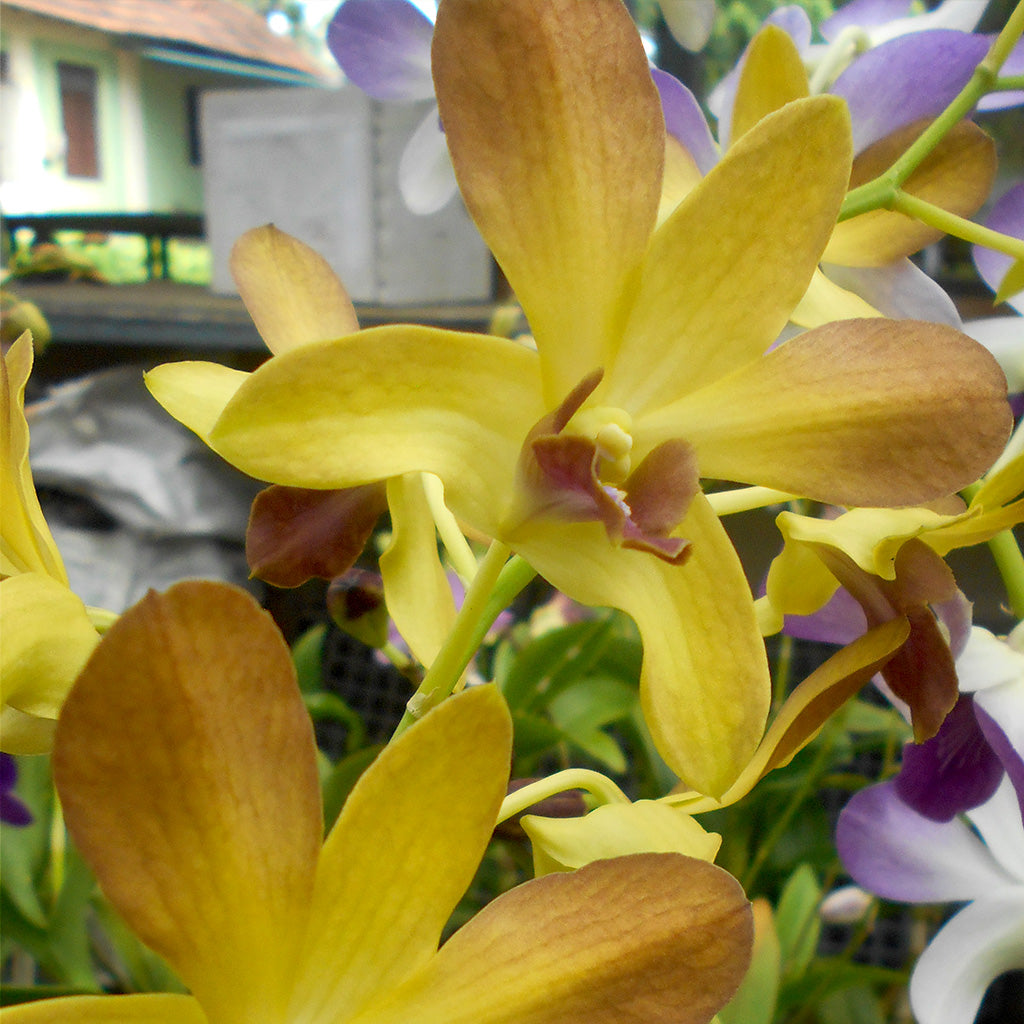 Den. Give by God x Mutation - myBageecha