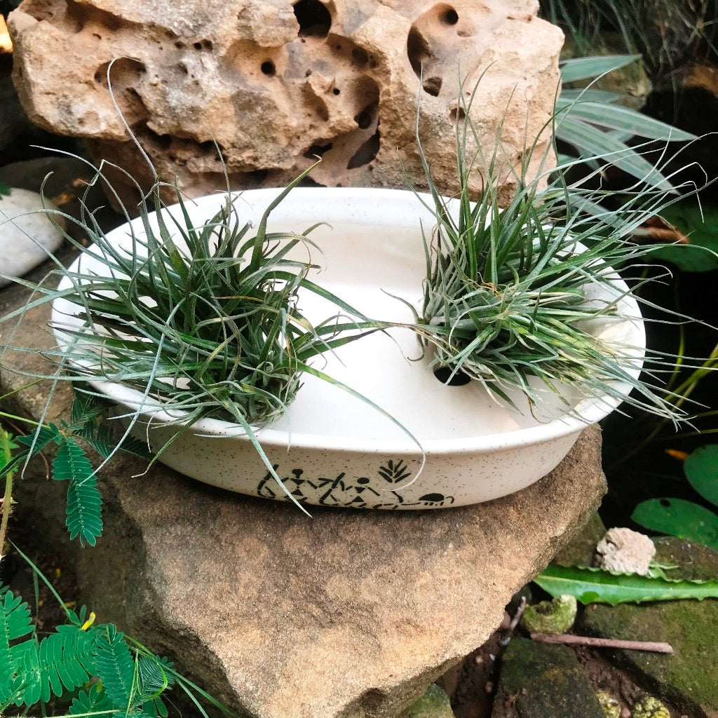 Designer Bonsai Ceramic Planter – myBageecha