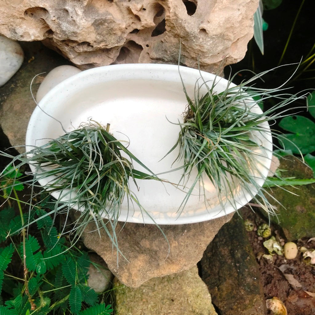 Designer Bonsai Ceramic Planter - myBageecha