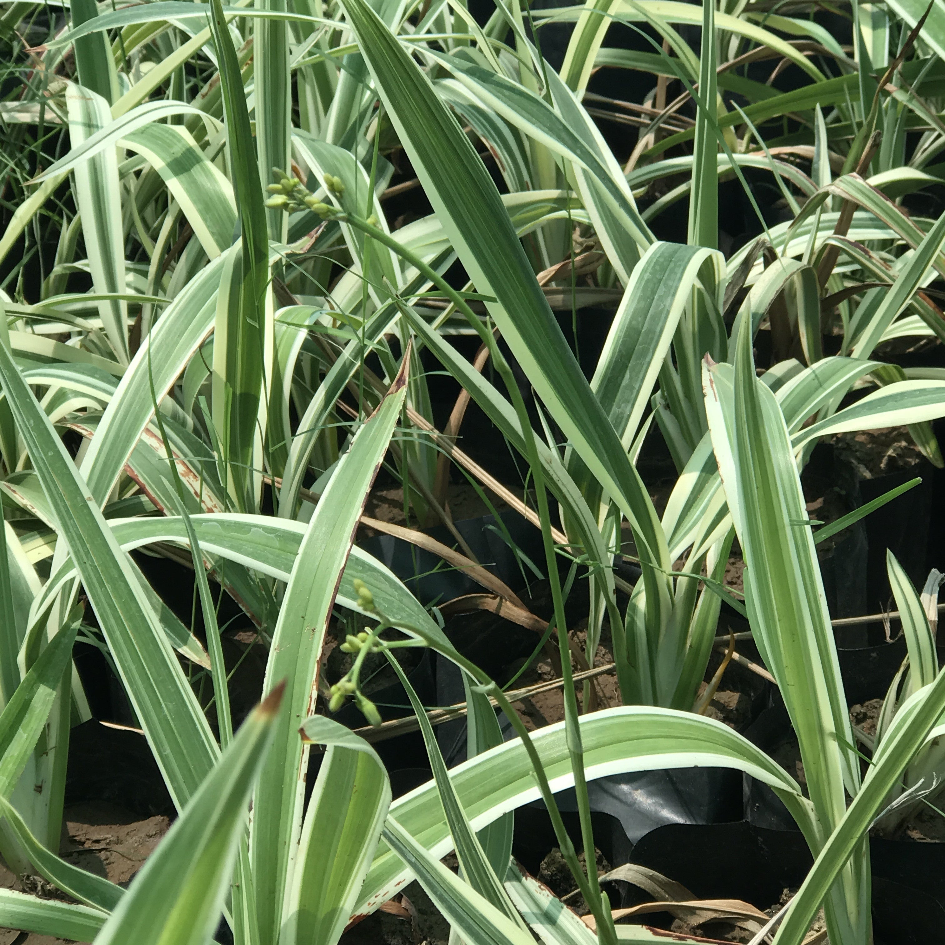 white striped tasman flax lily Tasmanian Variegated Flax Lily