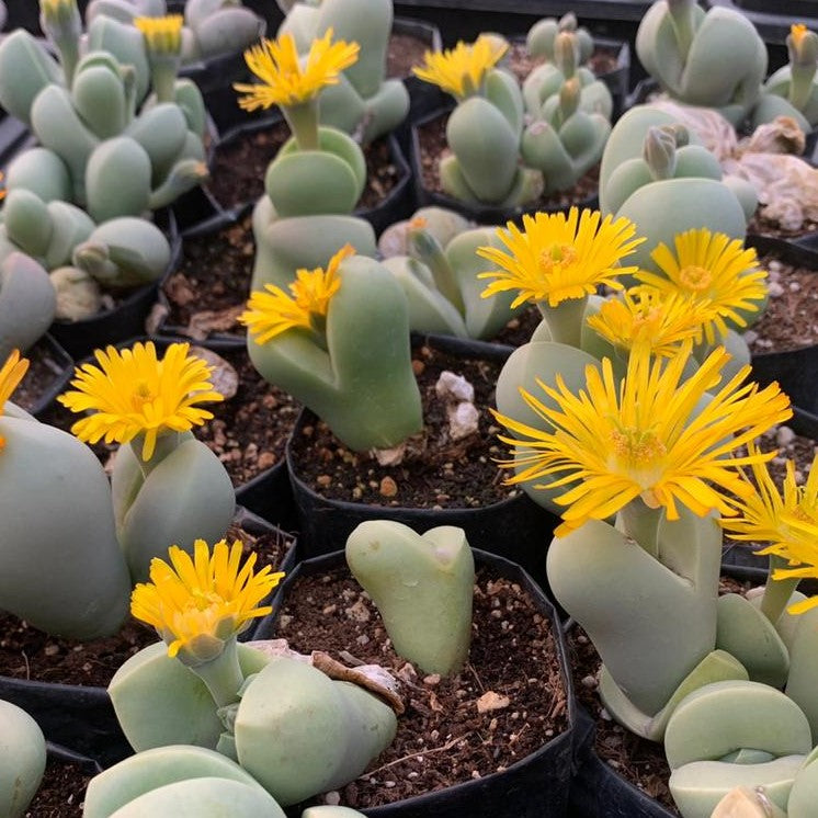 Dinteranthus Microspermus Succulent Plant - myBageecha