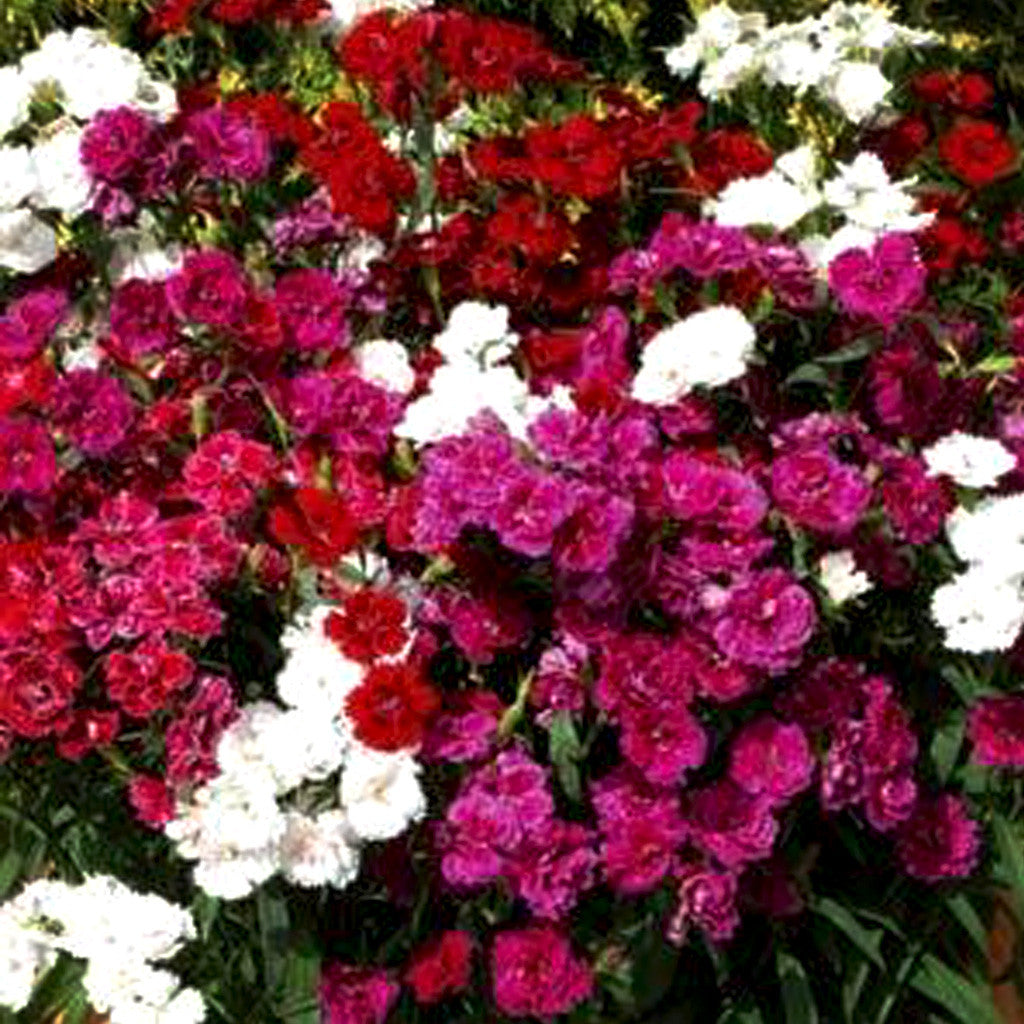 Dianthus Dbl Dynasty Mix Flower Seeds – double blooms – myBageecha