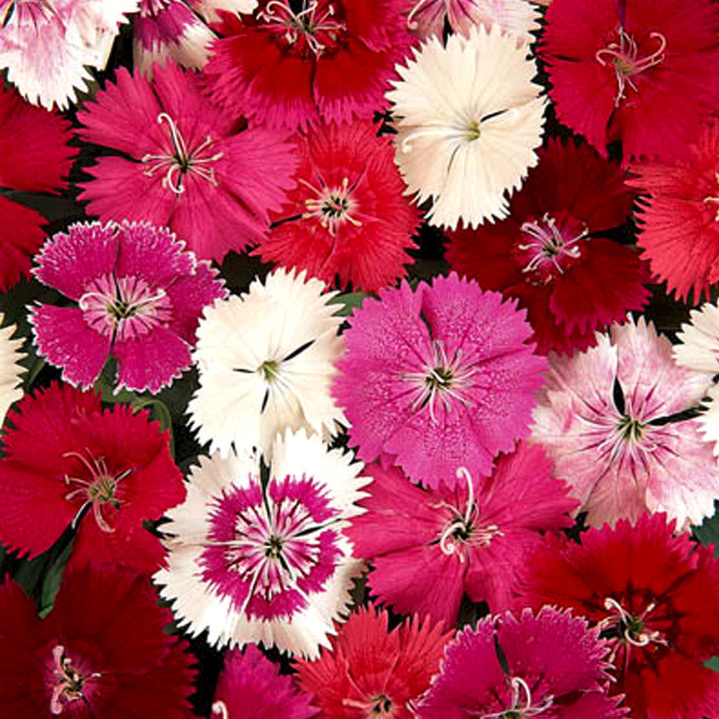 Dianthus Ideal Formula Mix Flower Seeds – compact blooms – myBageecha