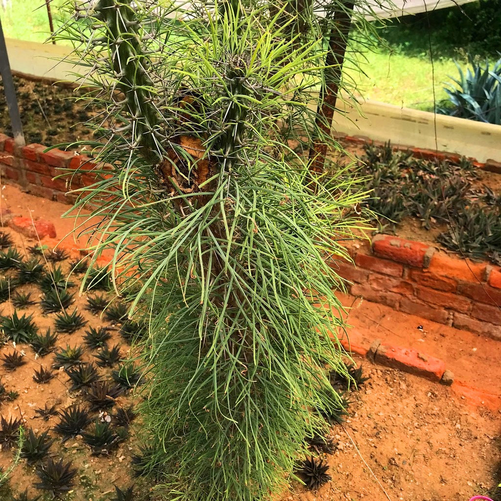 Didierea Madagascariensis Madagascar Octopus Cactus Plant - myBageecha