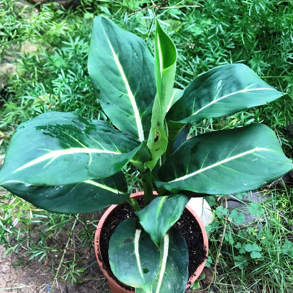 Dieffenbachia Green Magic Plant foliage close view – myBageecha
