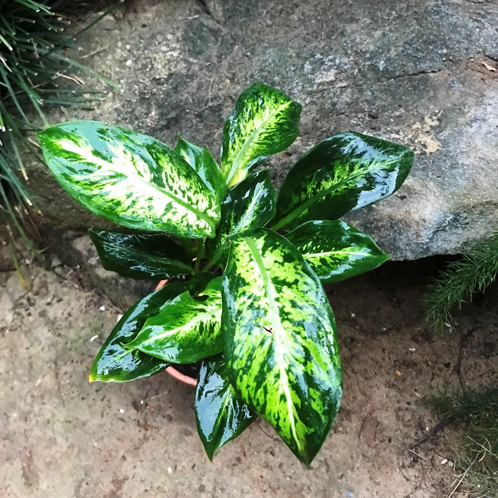 Dieffenbachia Sublime Plant indoor décor placement