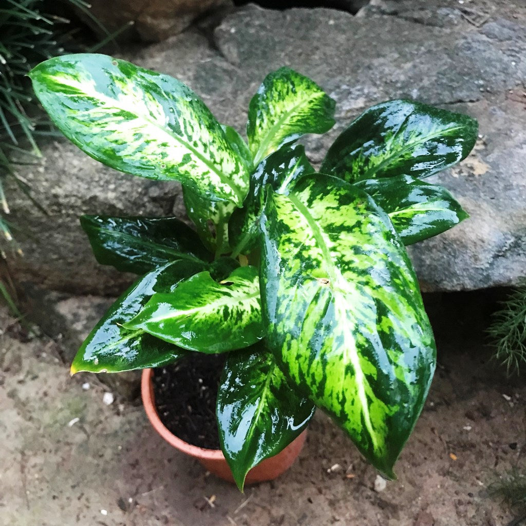 Dieffenbachia Sublime Plant foliage close view – myBageecha