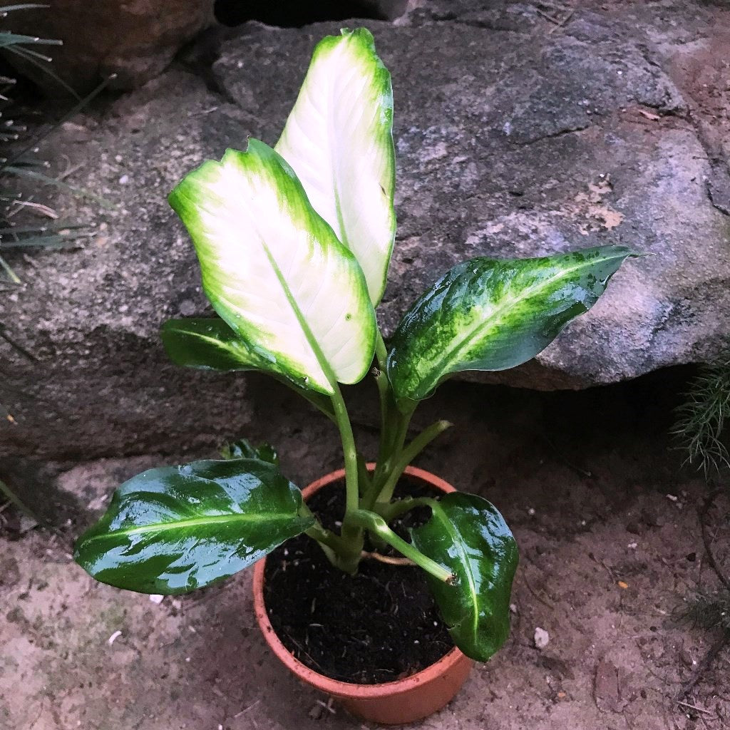 Dieffenbachia White Flame Plant decorative pot display