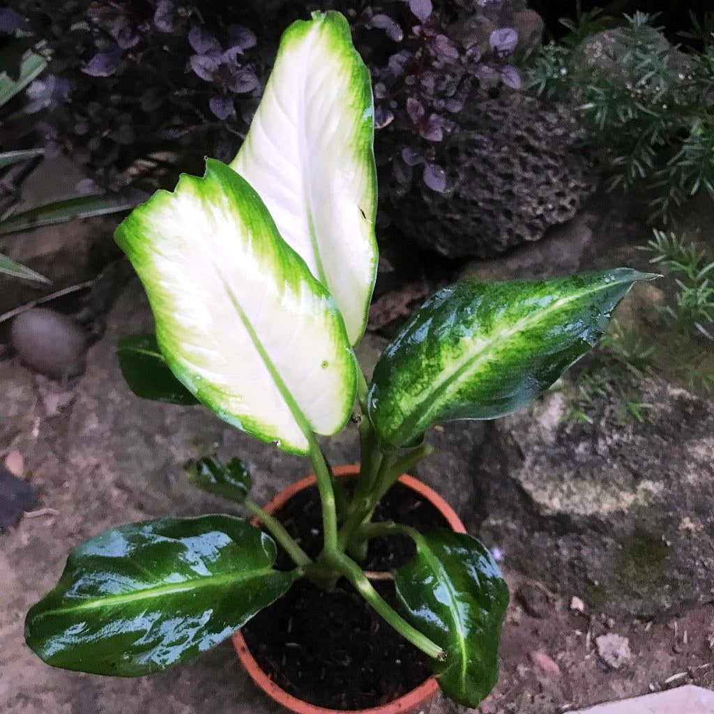 Dieffenbachia White Flame Plant living room corner placement