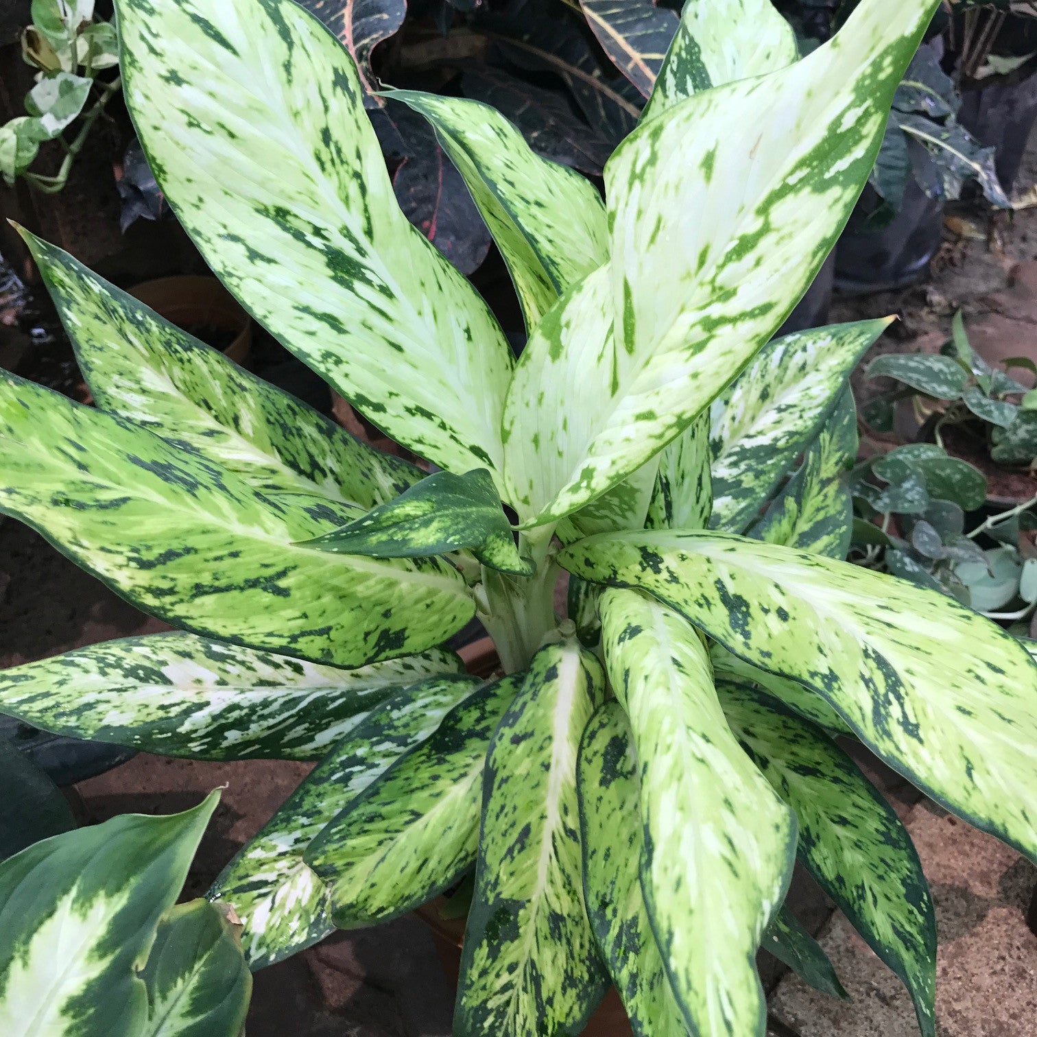 care of variegated dieffenbachia Dieffenbachia Vesuvius Variegated Indoor Plant