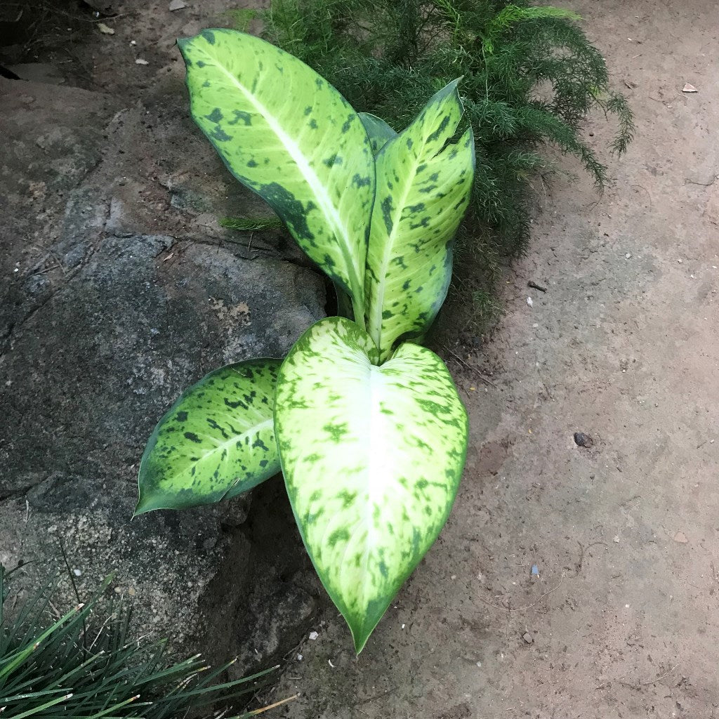 Dieffenbachia Big Banana Plant leaf detail – myBageecha